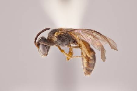 [Microsphecodes female (lateral/side view) thumbnail]